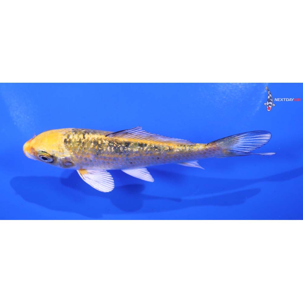 4.5” Imported Gin Rin Yamato Nishiki