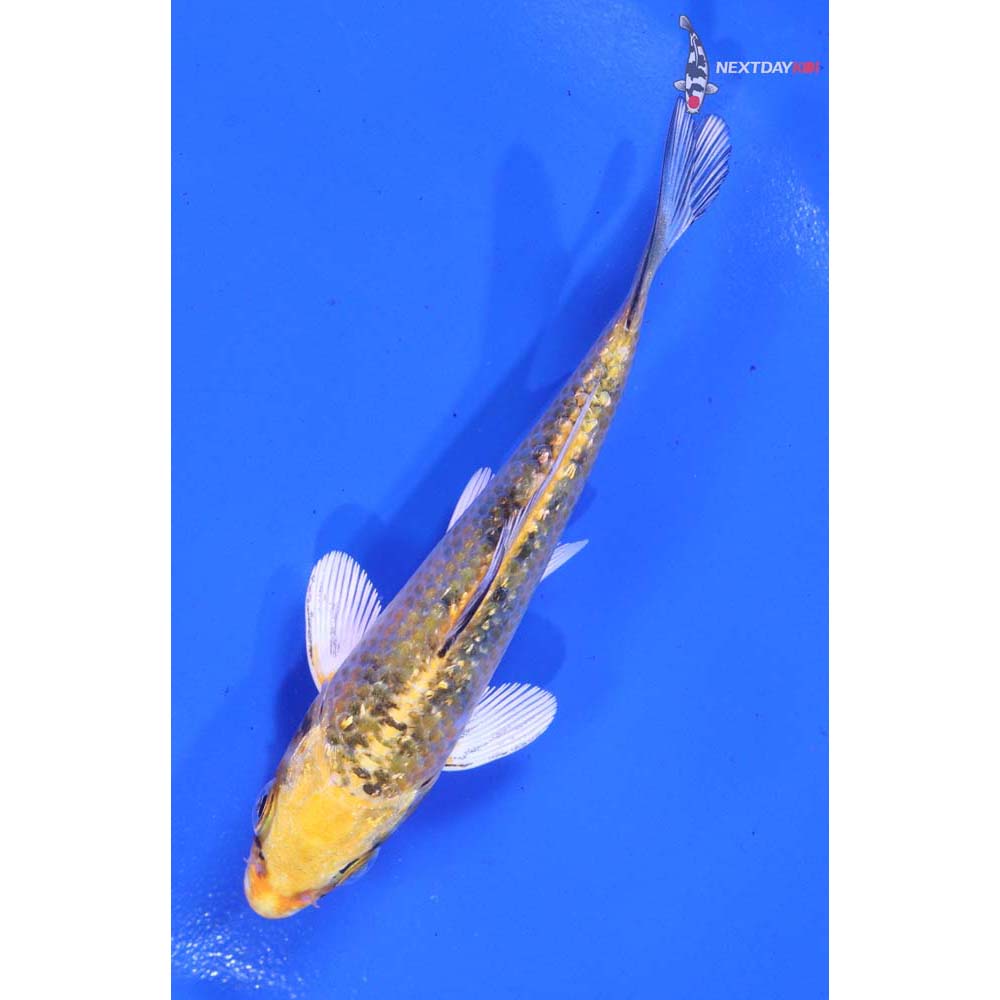 4.5” Imported Gin Rin Yamato Nishiki