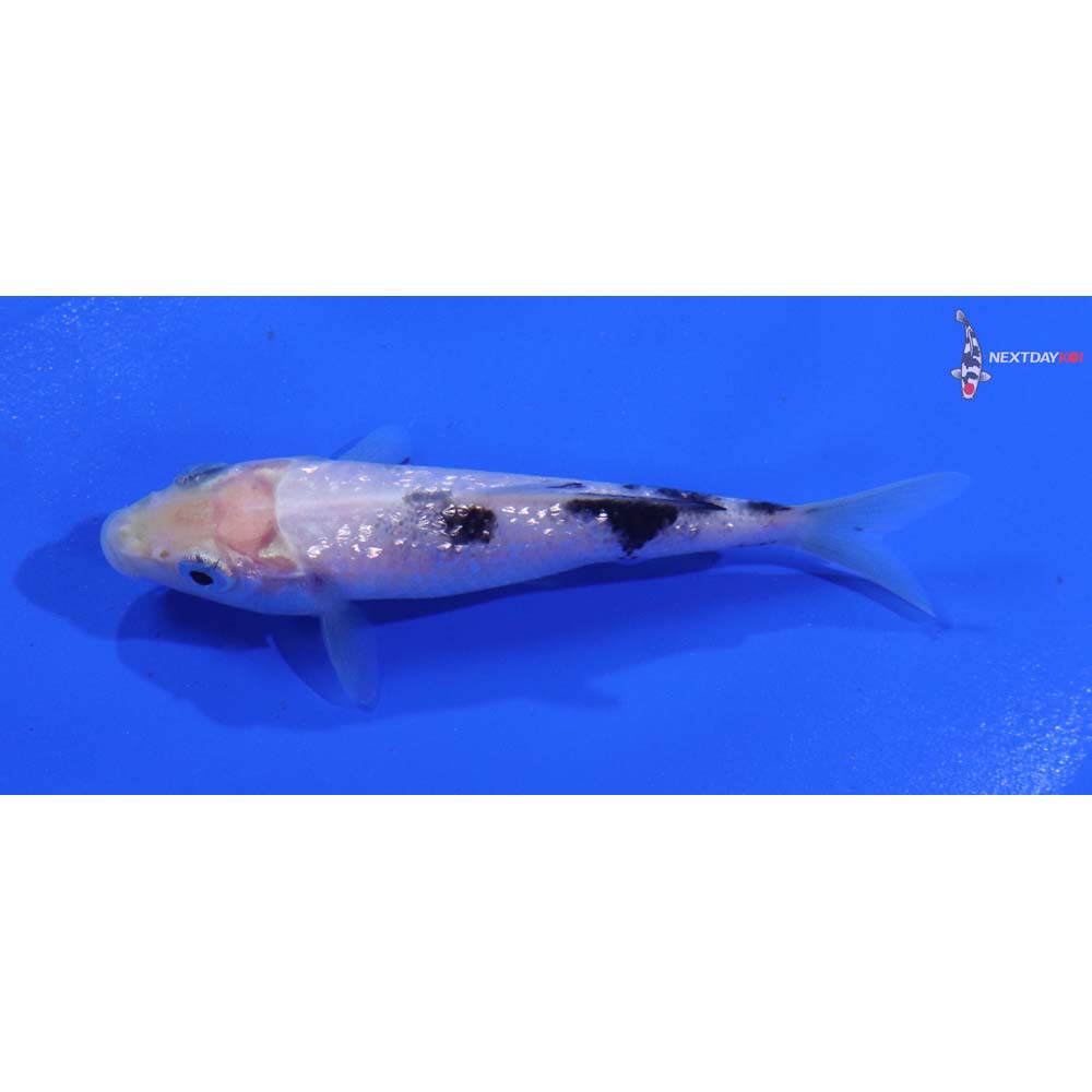 3” Imported Gin Rin Shiro Bekko