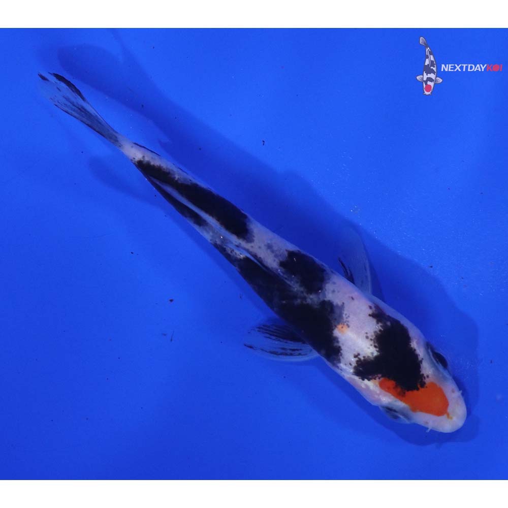 3” Imported Doitsu Sanke