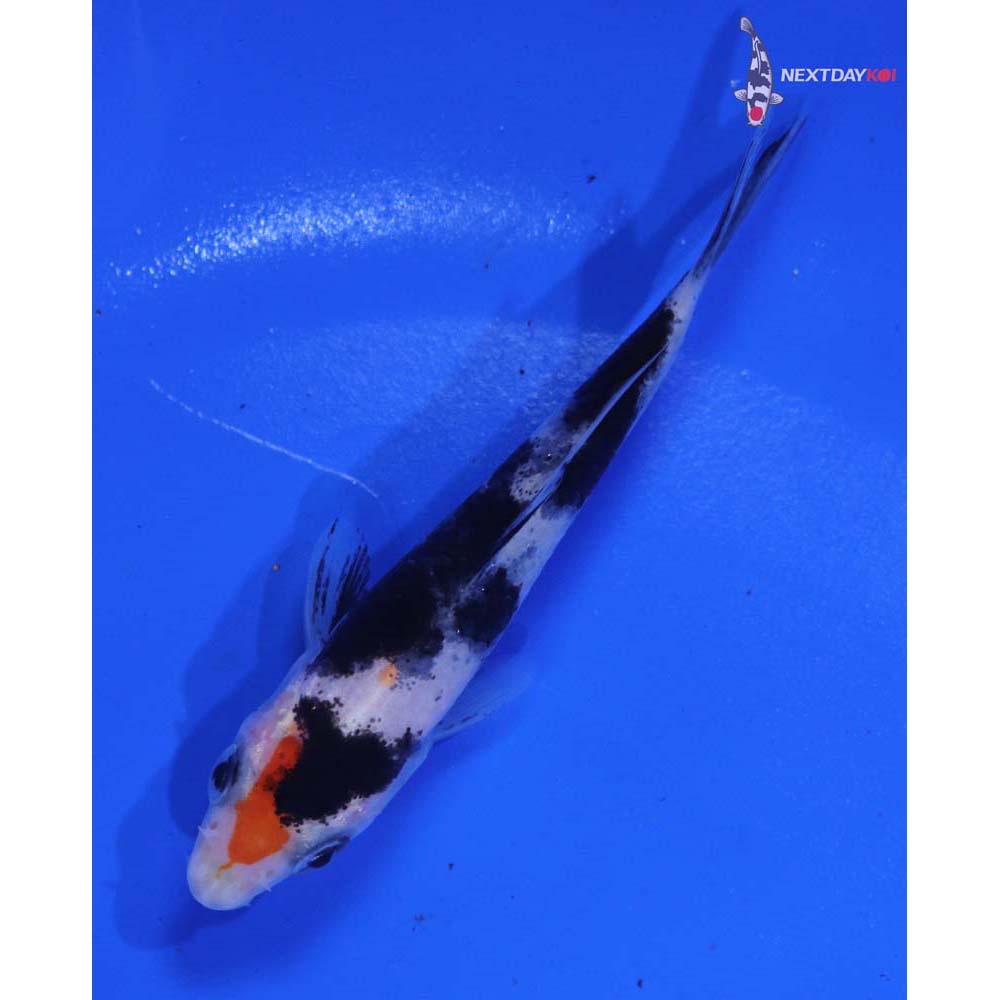 3” Imported Doitsu Sanke