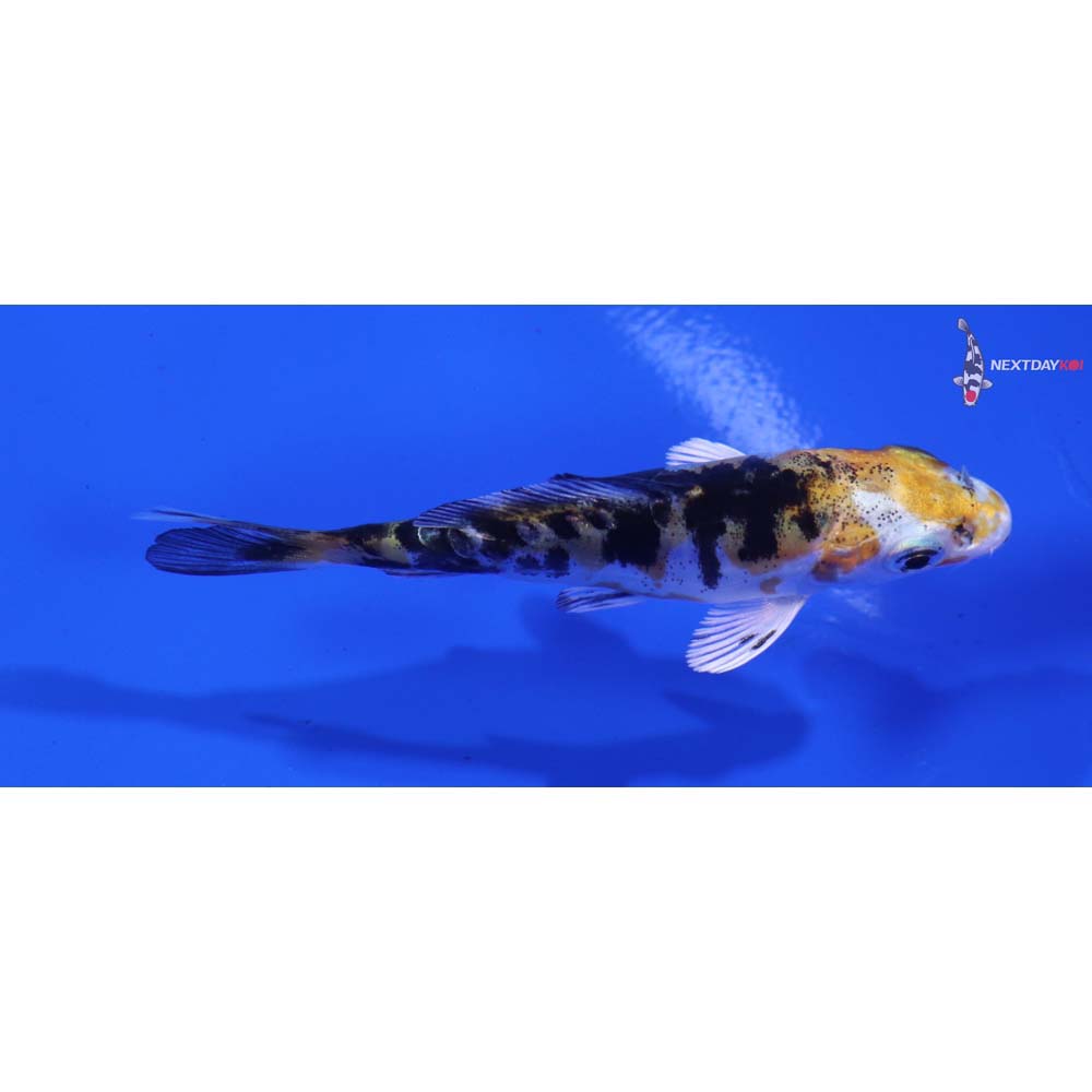 3” Imported Heisei Nishiki