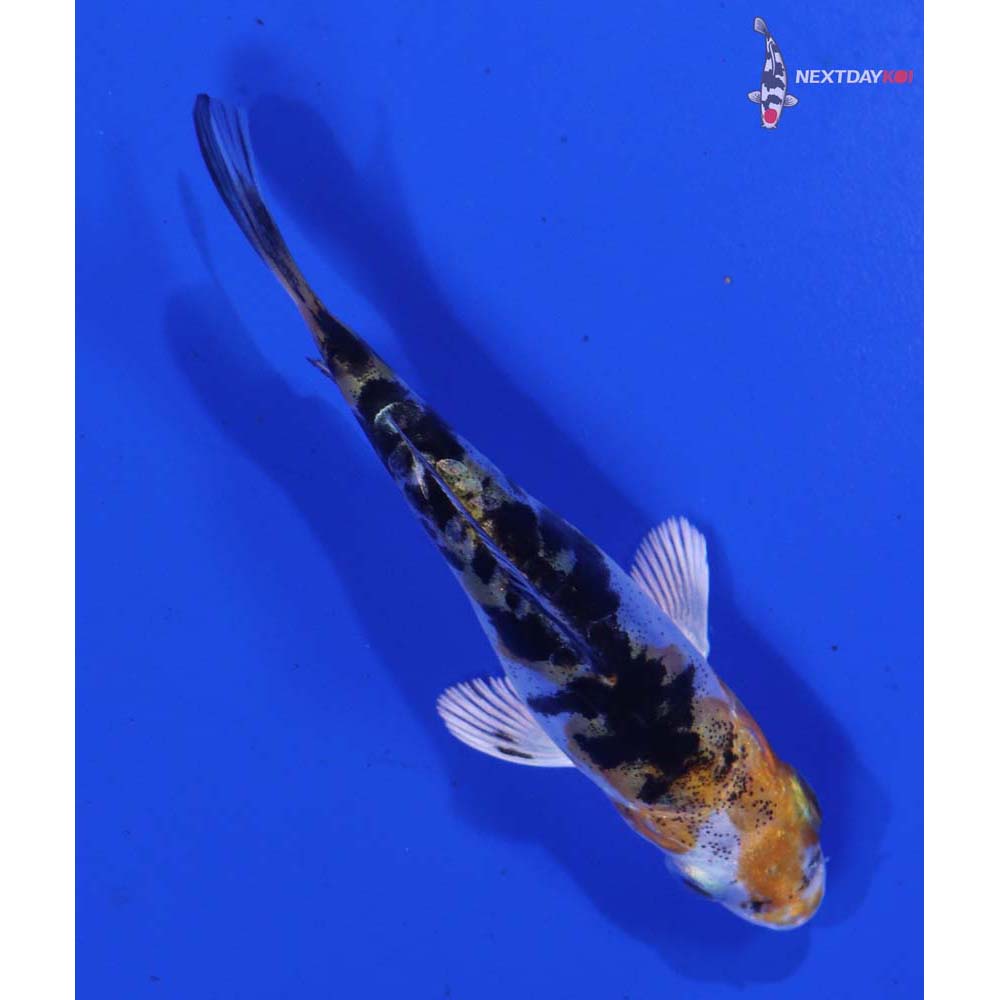 3” Imported Heisei Nishiki