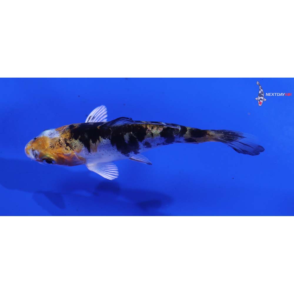 3” Imported Heisei Nishiki