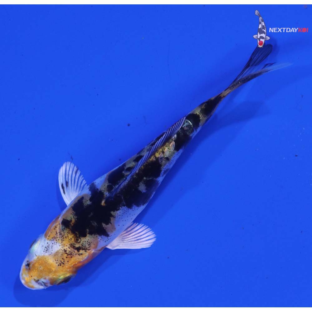 3” Imported Heisei Nishiki