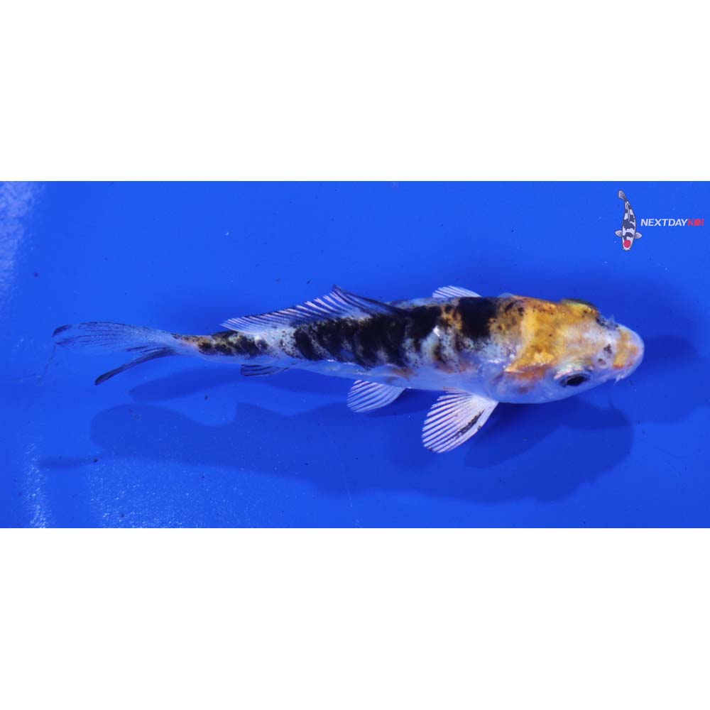 3” Imported Armor Scaled Yamato Nishiki