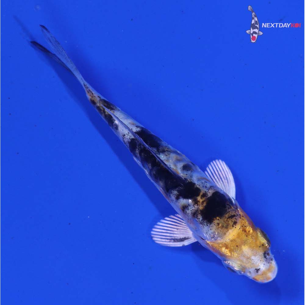 3” Imported Armor Scaled Yamato Nishiki