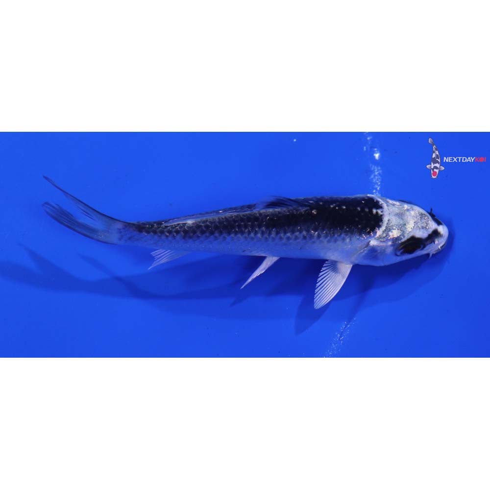 3.5” Imported Gin Matsuba