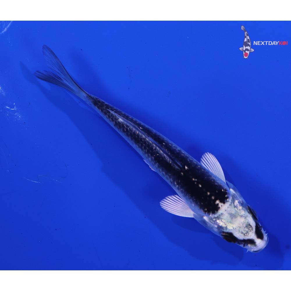 3.5” Imported Gin Matsuba
