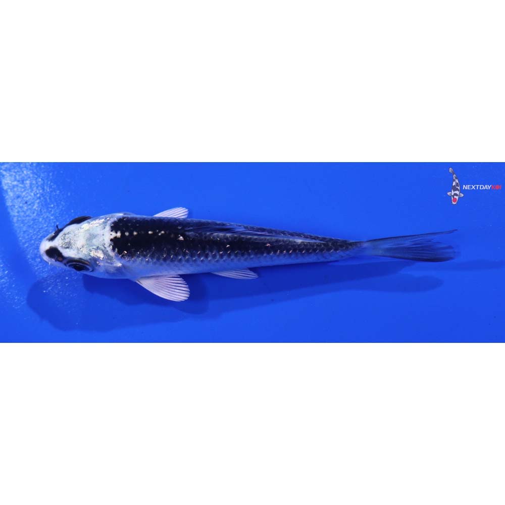 3.5” Imported Gin Matsuba