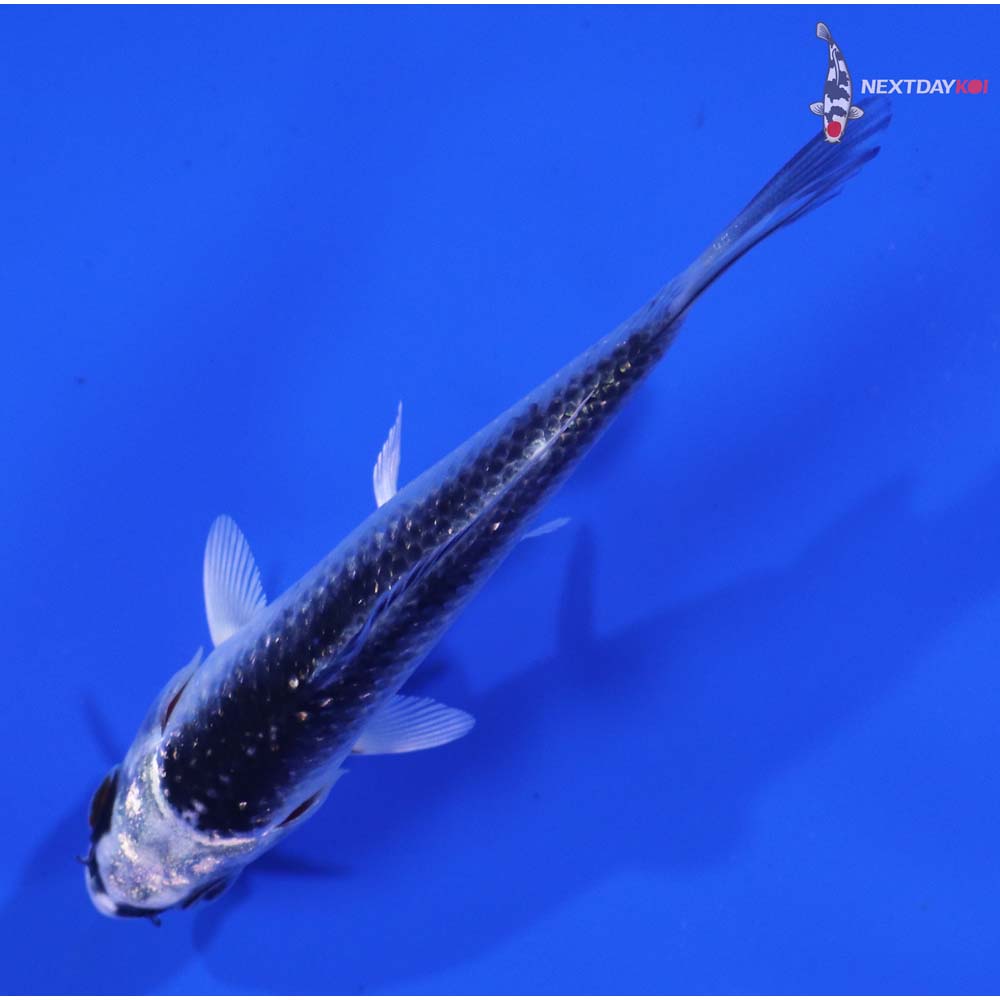 3.5” Imported Gin Matsuba