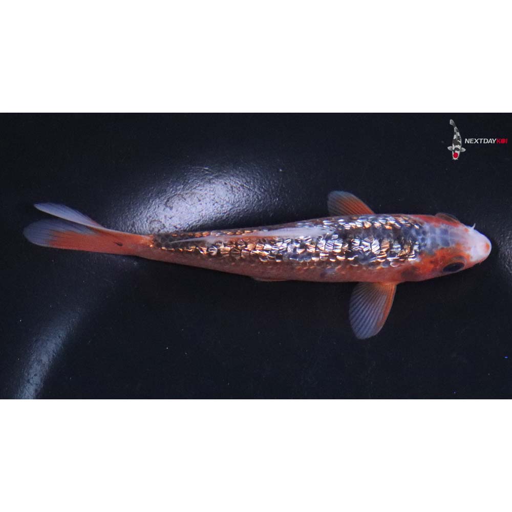 5” Imported Gin Rin Asagi