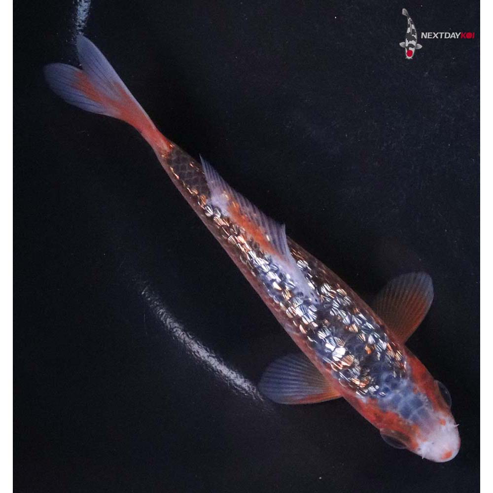 5” Imported Gin Rin Asagi