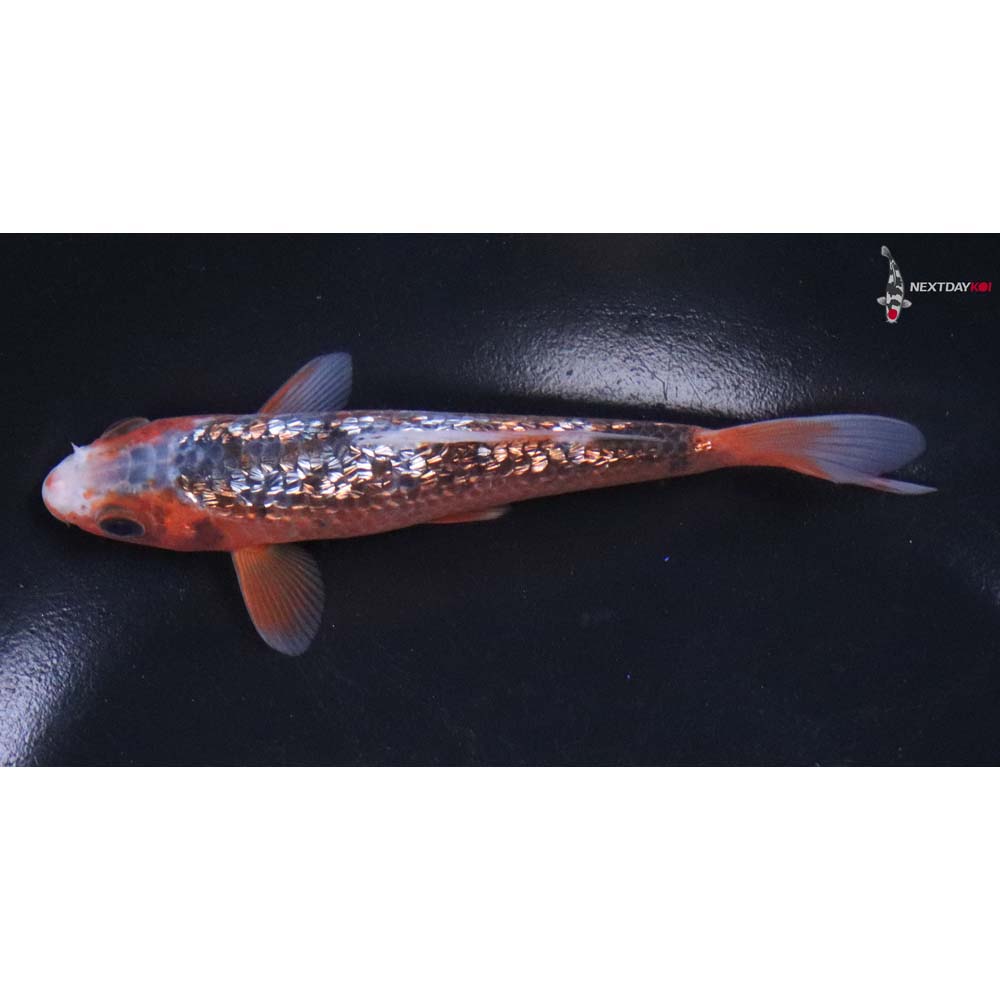 5” Imported Gin Rin Asagi