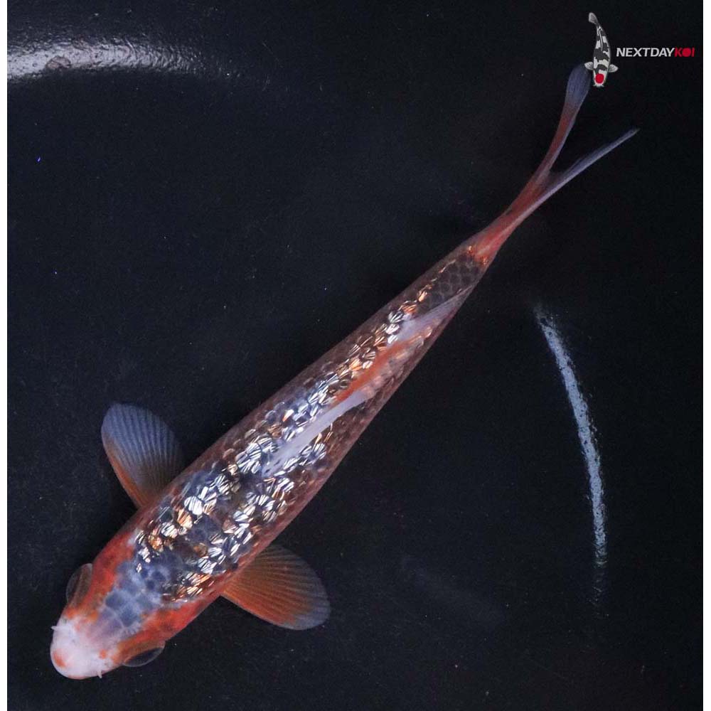 5” Imported Gin Rin Asagi