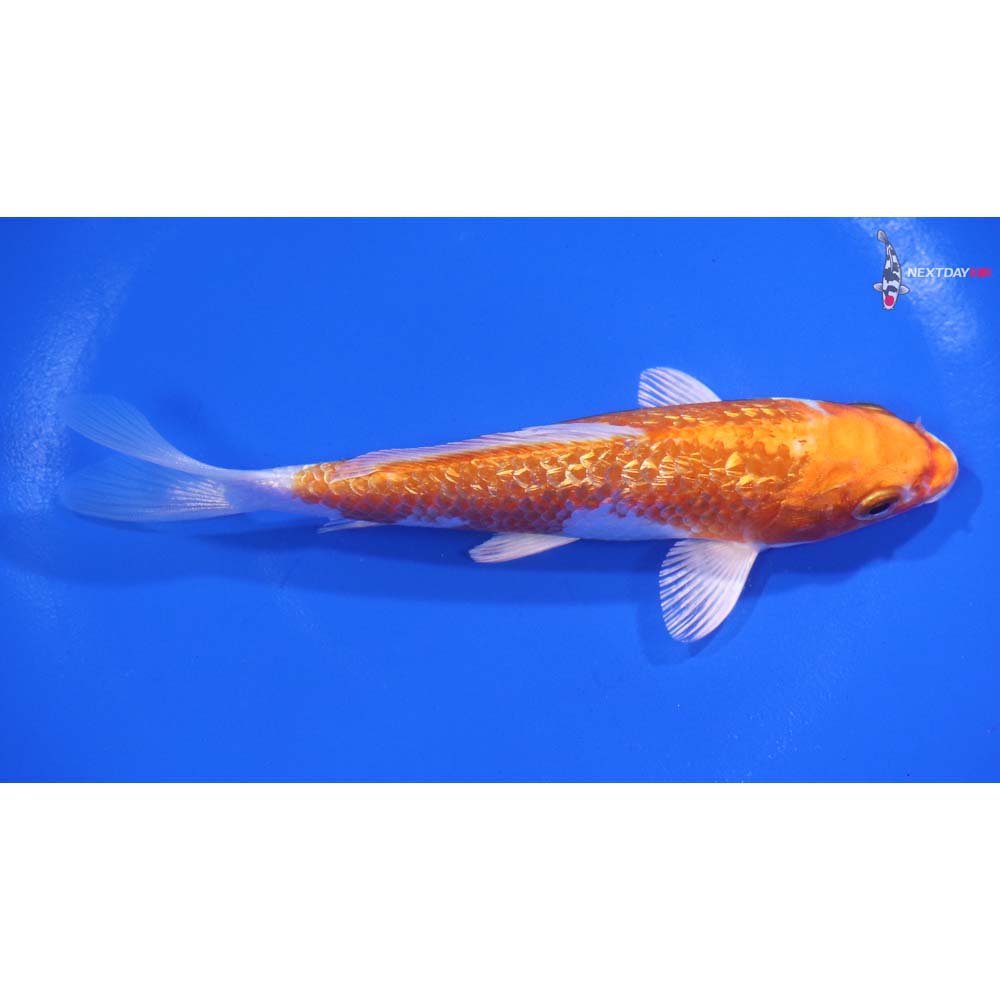 5.5” Imported Gin Rin Hariwake