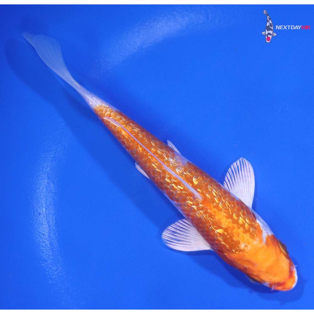 5.5” Imported Gin Rin Hariwake