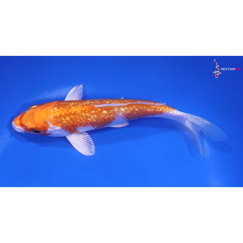 5.5” Imported Gin Rin Hariwake