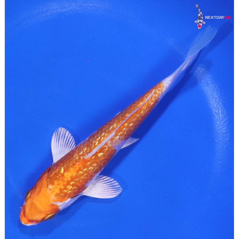 5.5” Imported Gin Rin Hariwake
