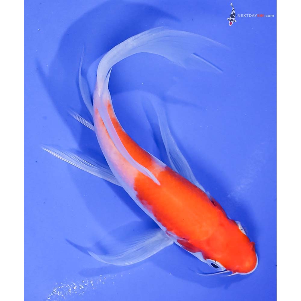 5.5” Imported Kohaku Butterfly Koi