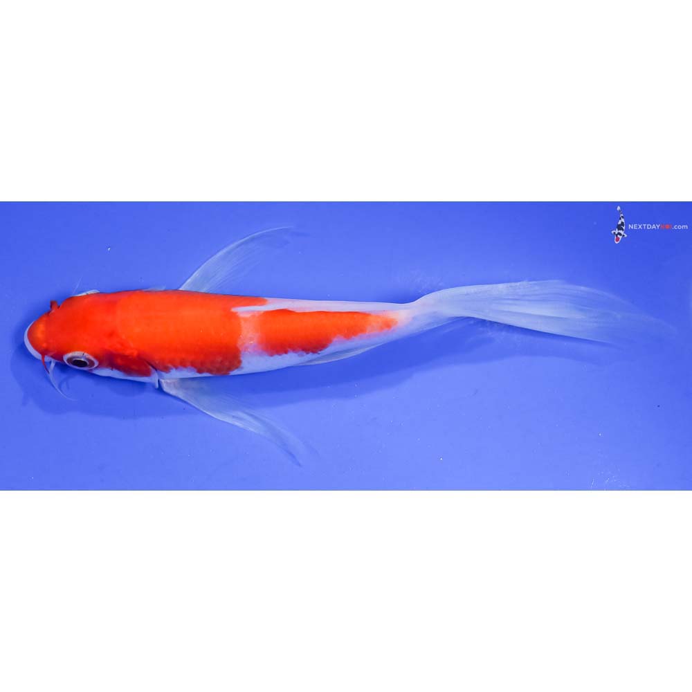 5.5” Imported Kohaku Butterfly Koi