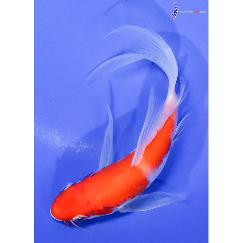 5.5” Imported Kohaku Butterfly Koi