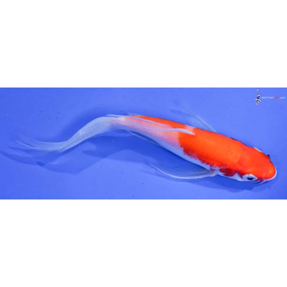 5.5” Imported Kohaku Butterfly Koi
