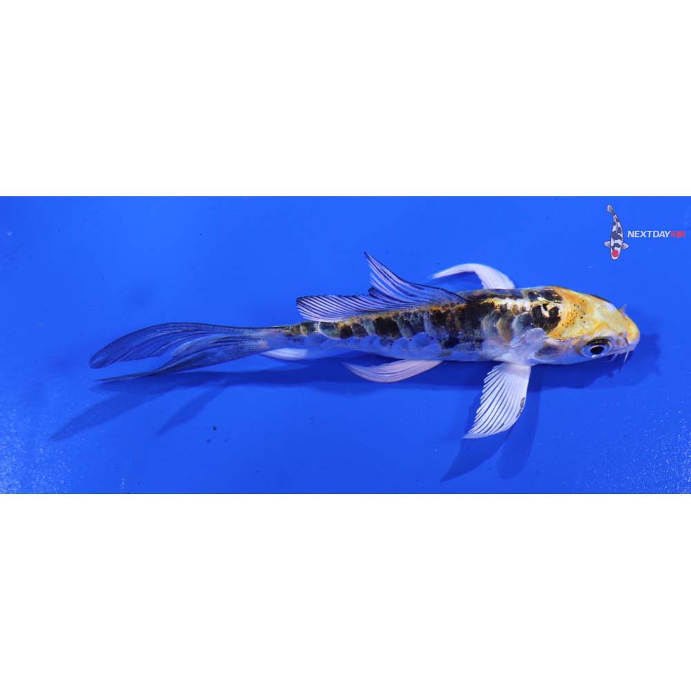 3.5” Imported Armor Scaled Kujaku Butterfly Koi