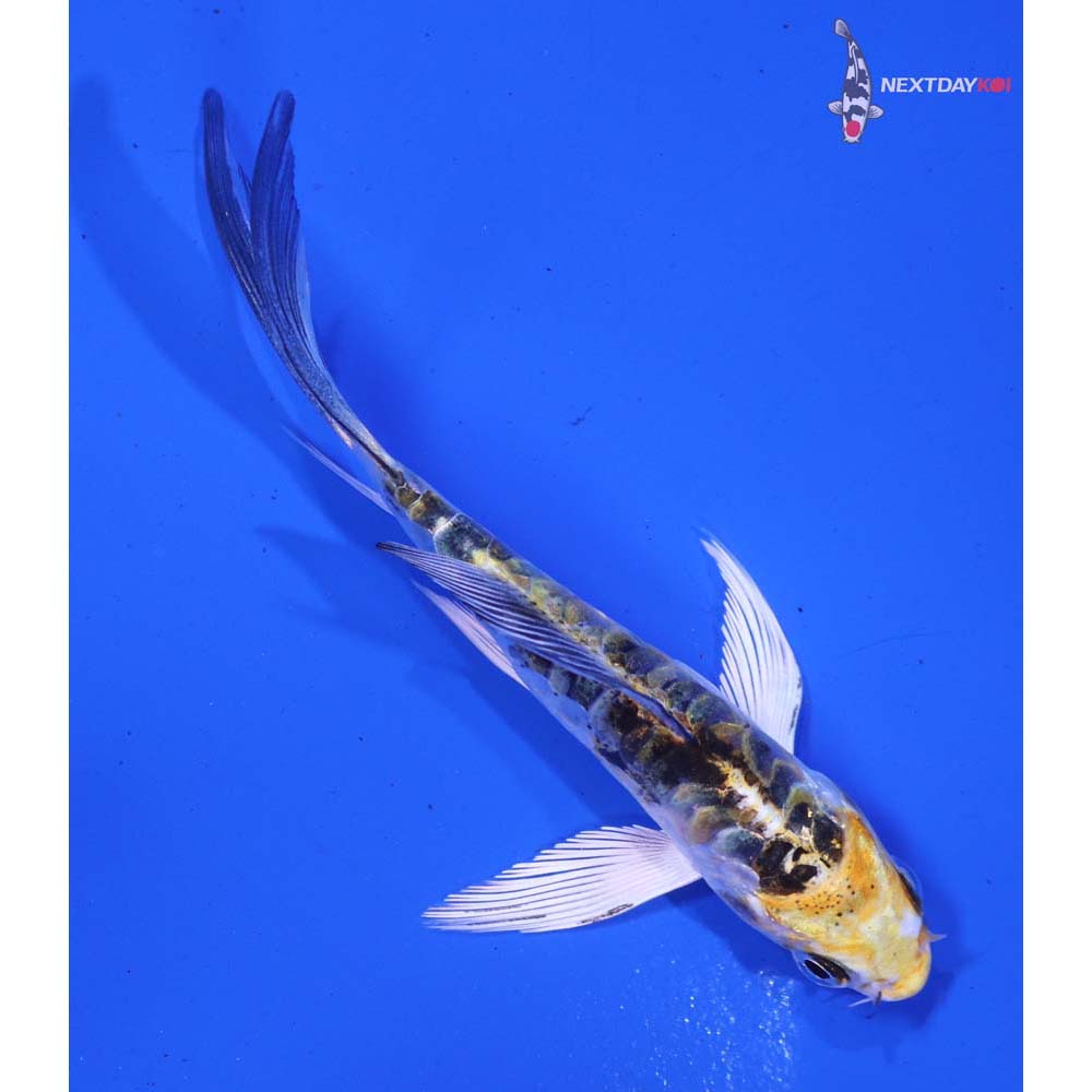 3.5” Imported Armor Scaled Kujaku Butterfly Koi