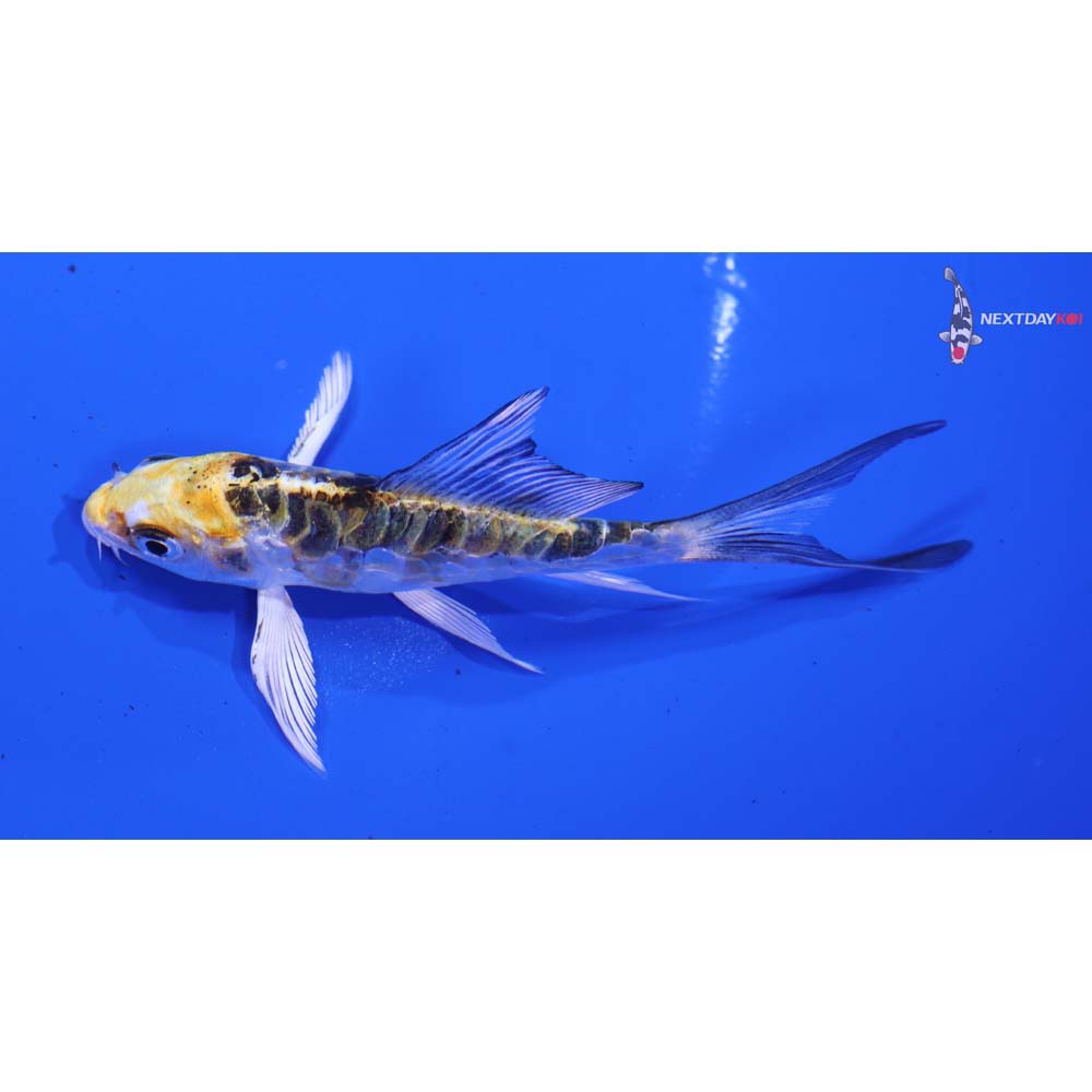 3.5” Imported Armor Scaled Kujaku Butterfly Koi