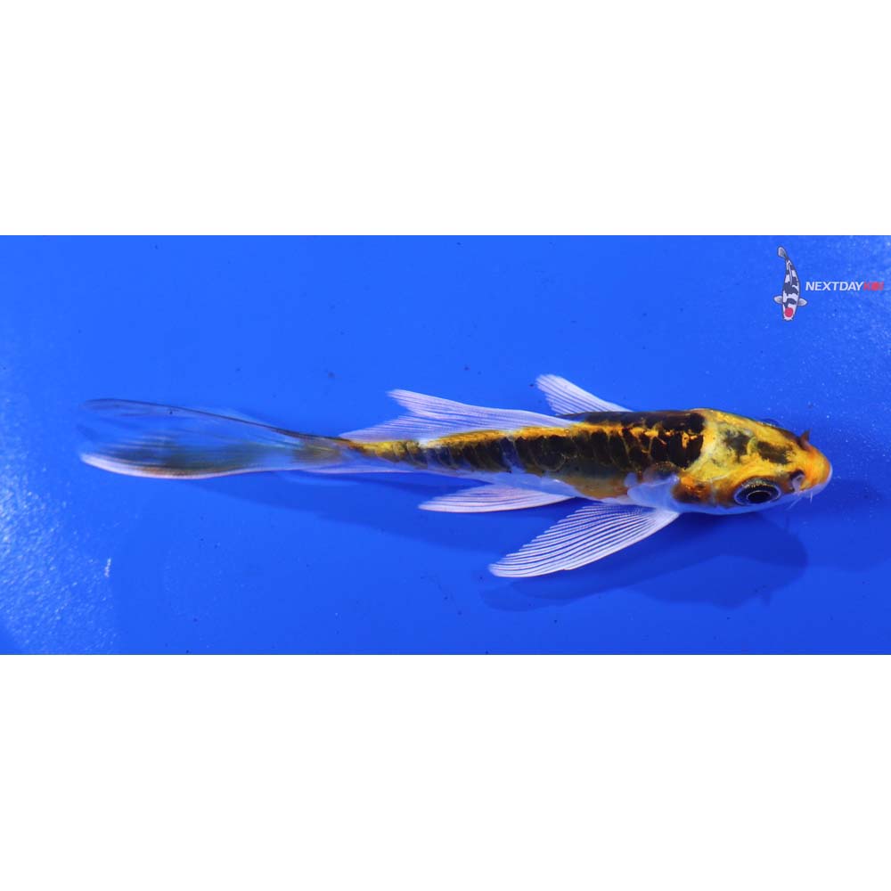 4” Imported Doitsu Kujaku Butterfly Koi