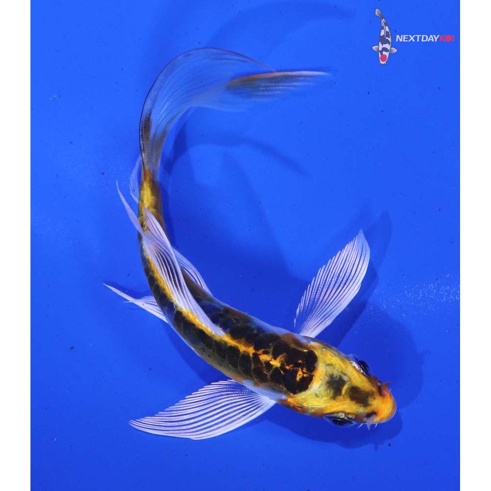 4” Imported Doitsu Kujaku Butterfly Koi