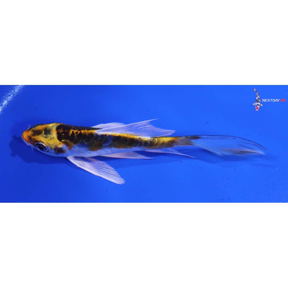 4” Imported Doitsu Kujaku Butterfly Koi