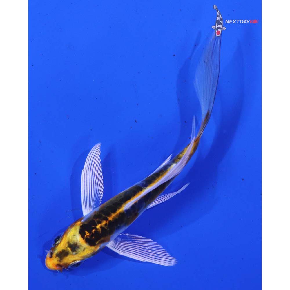 4” Imported Doitsu Kujaku Butterfly Koi