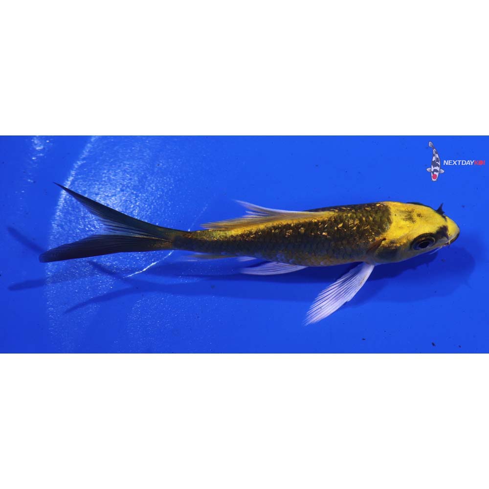 3.5” Imported Gin Rin Ki Matsuba Butterfly Koi