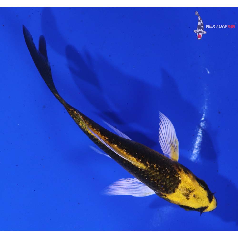 3.5” Imported Gin Rin Ki Matsuba Butterfly Koi