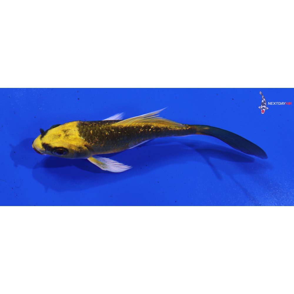 3.5” Imported Gin Rin Ki Matsuba Butterfly Koi