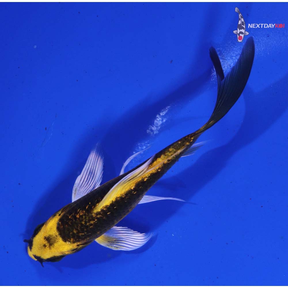 3.5” Imported Gin Rin Ki Matsuba Butterfly Koi