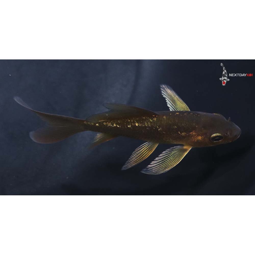 4” Imported Gin Rin Chagoi Butterfly Koi