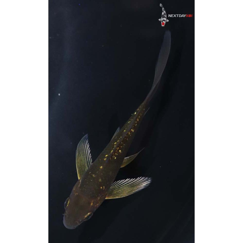 4” Imported Gin Rin Chagoi Butterfly Koi