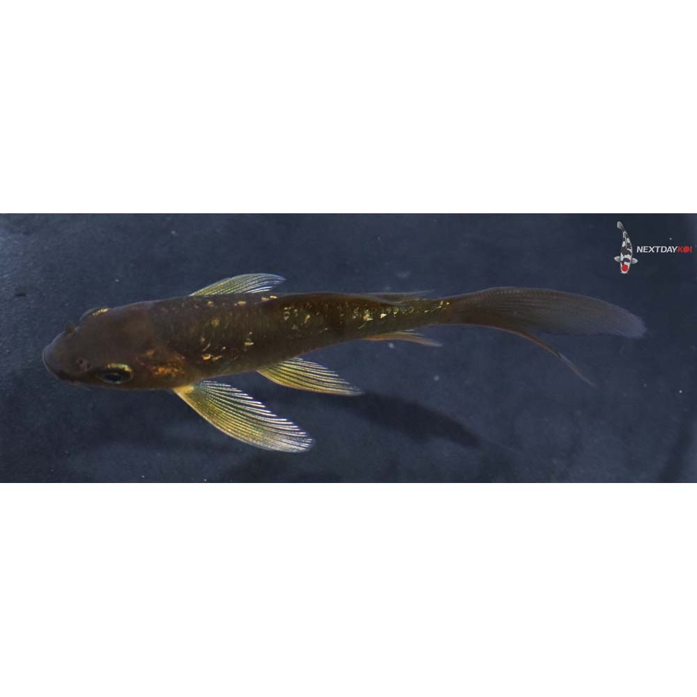 4” Imported Gin Rin Chagoi Butterfly Koi