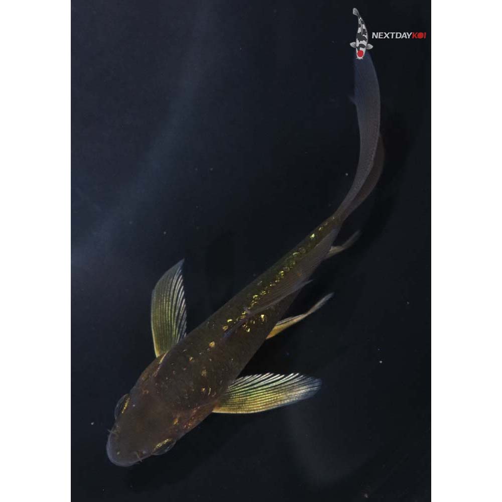 4” Imported Gin Rin Chagoi Butterfly Koi