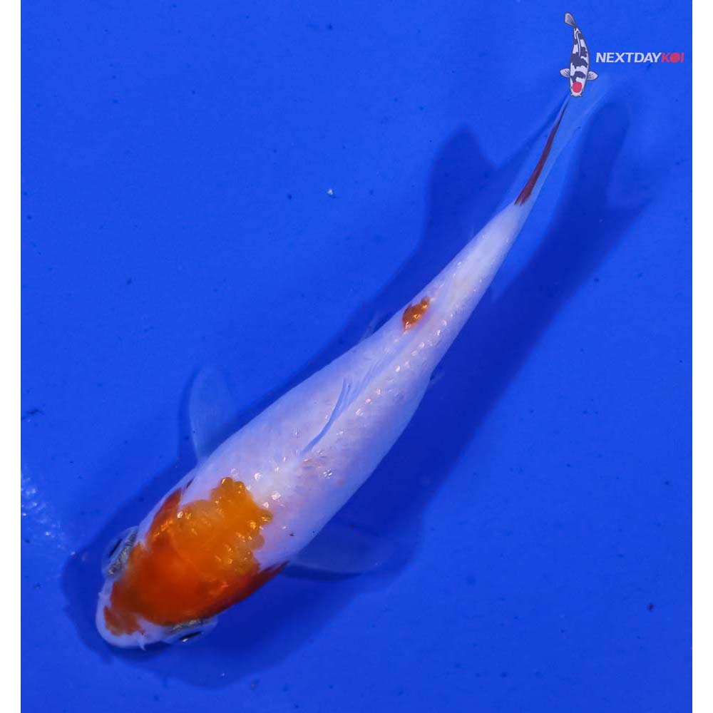3” Imported Gin Rin Kohaku