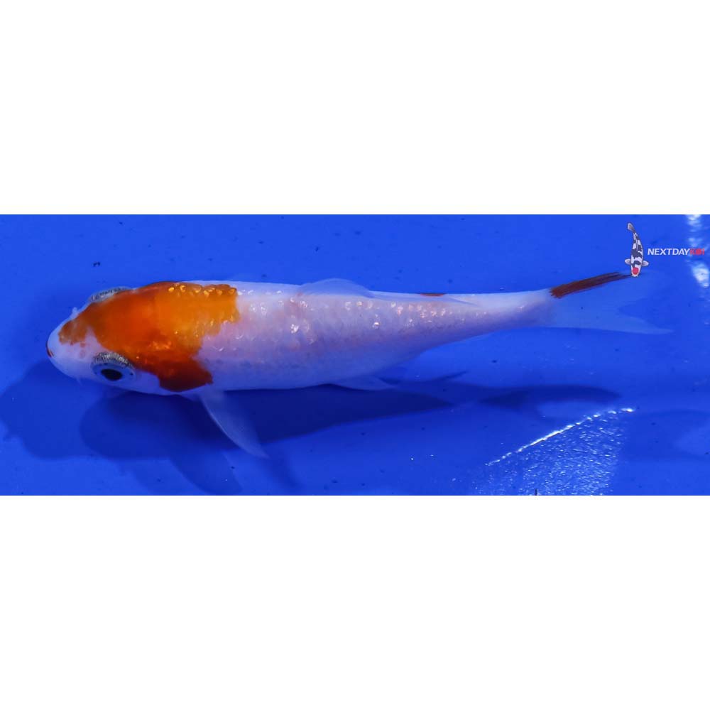 3” Imported Gin Rin Kohaku