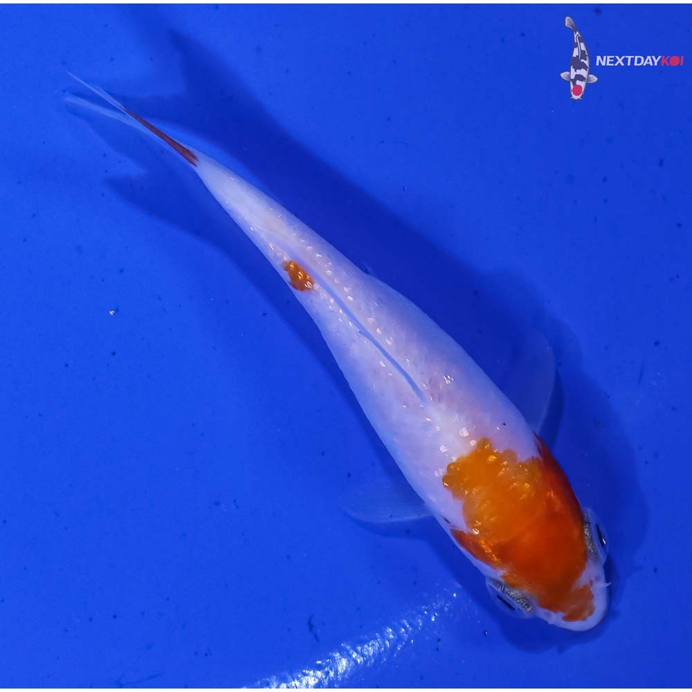 3” Imported Gin Rin Kohaku