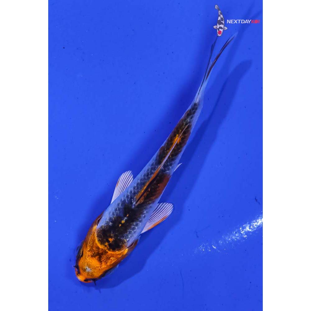 3” Imported Kujaku