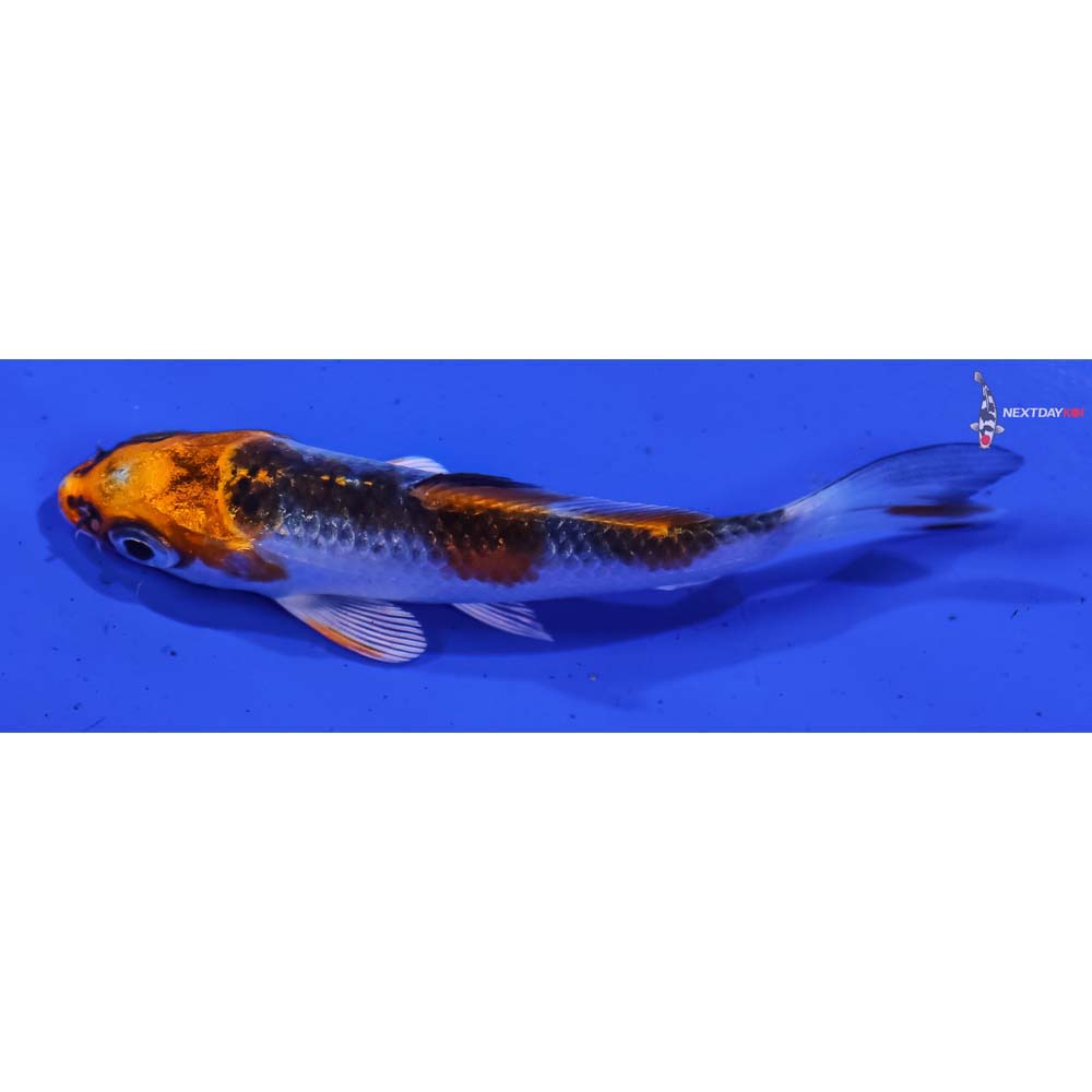 3” Imported Kujaku