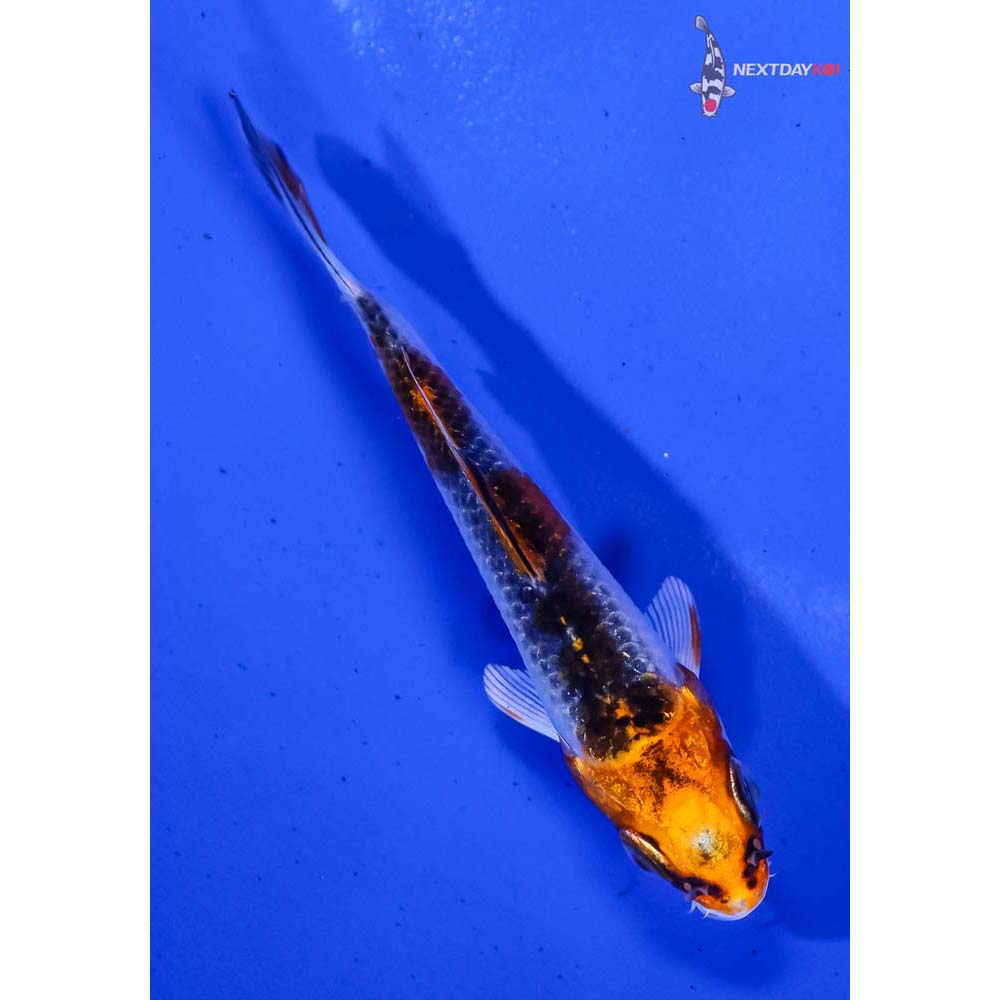 3” Imported Kujaku