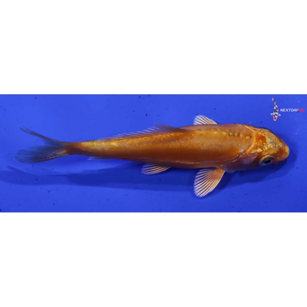 3.5” Imported Doitsu Orenji Ogon
