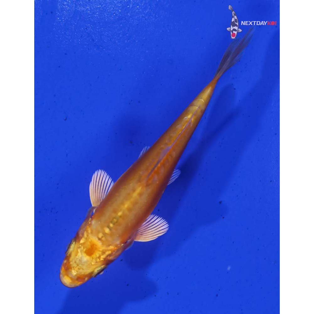 3.5” Imported Doitsu Orenji Ogon